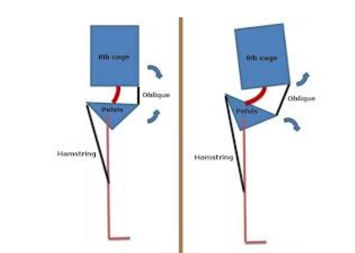 Why Stretching Isn T Working Hamstring Edition Next Level Physical Therapy Why Stretching Isn T Working Hamstring Edition Next Level Physical Therapy